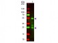 F(ab')2  Anti-Rat IgG (H&L)  (Texas Red™ Conjugated) Pre-Adsorbed Secondary Antibody